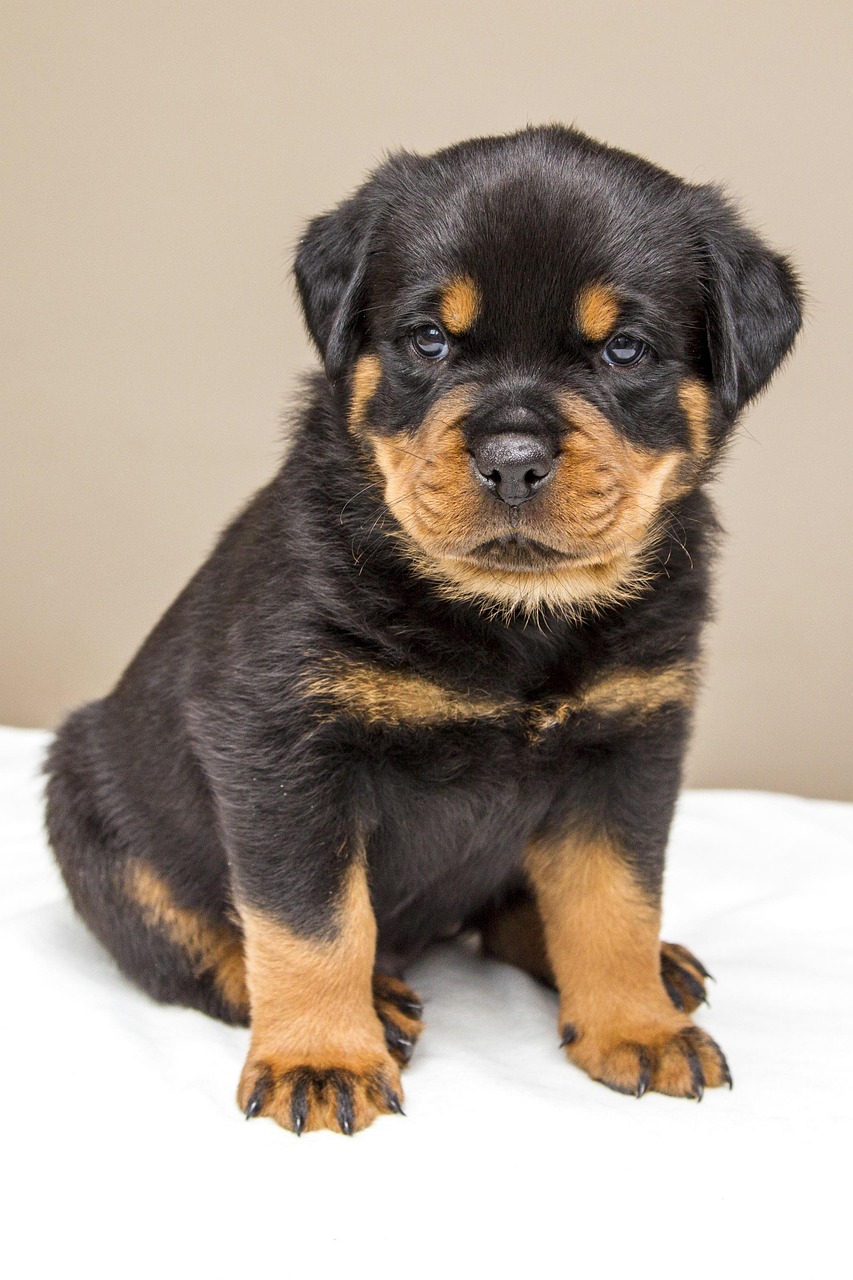 rottweiler, animal, pet, puppy, sweet, dog, animals, dogs, nature, cute