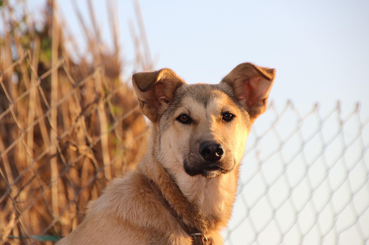 dog, moroccan dog, chien, pet, nature, animal, macha, adorable, chiot, male, canine