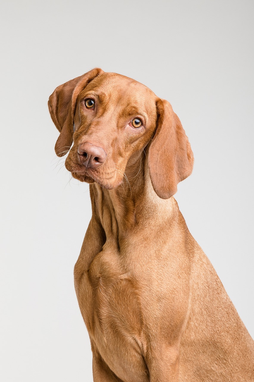 dog, pet, canine, animal, fur, snout, mammal, portrait, dog portrait, nature, animal world