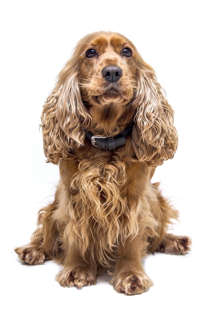 dogs, cocker spaniel, spaniel, dog, cute, animal, nature, pet