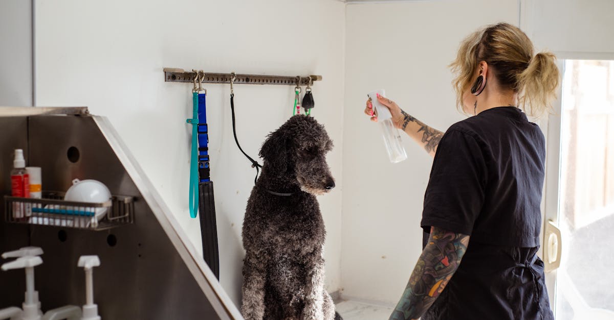A professional groomer sprays a poodle during a grooming session indoors.