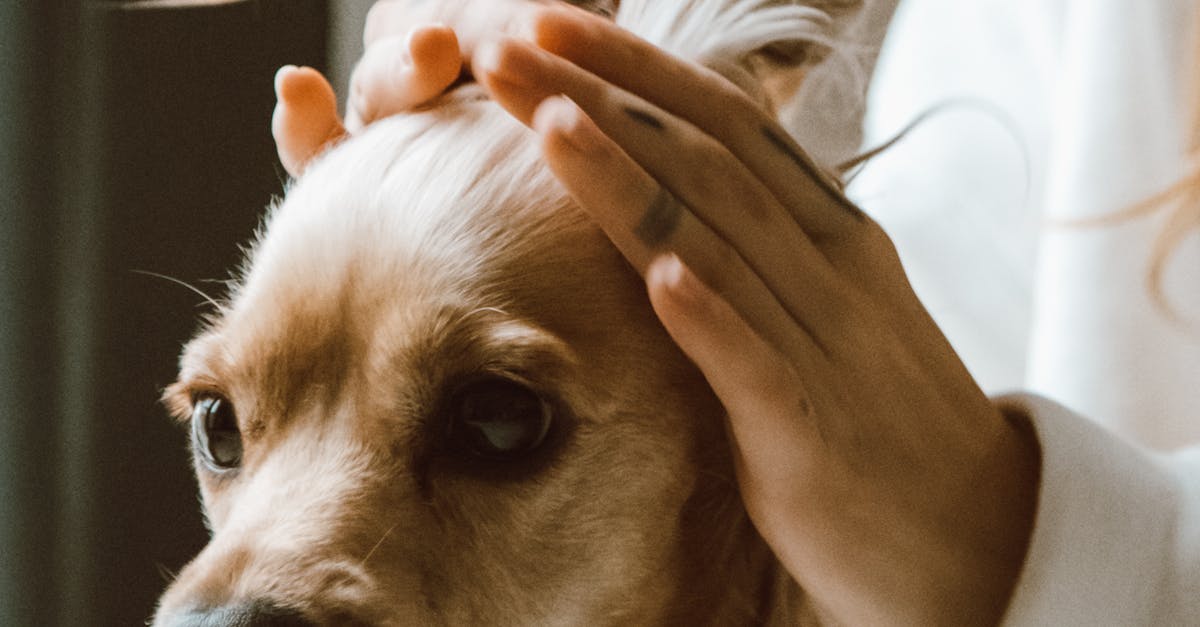A small dog with a styled tuft of hair being gently held by a person indoors.