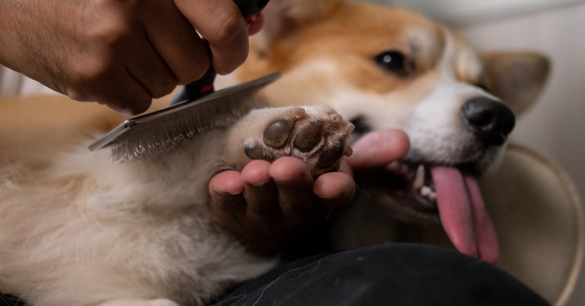 A man gently brushes a relaxed Corgi dog, showcasing pet care and bonding indoors.